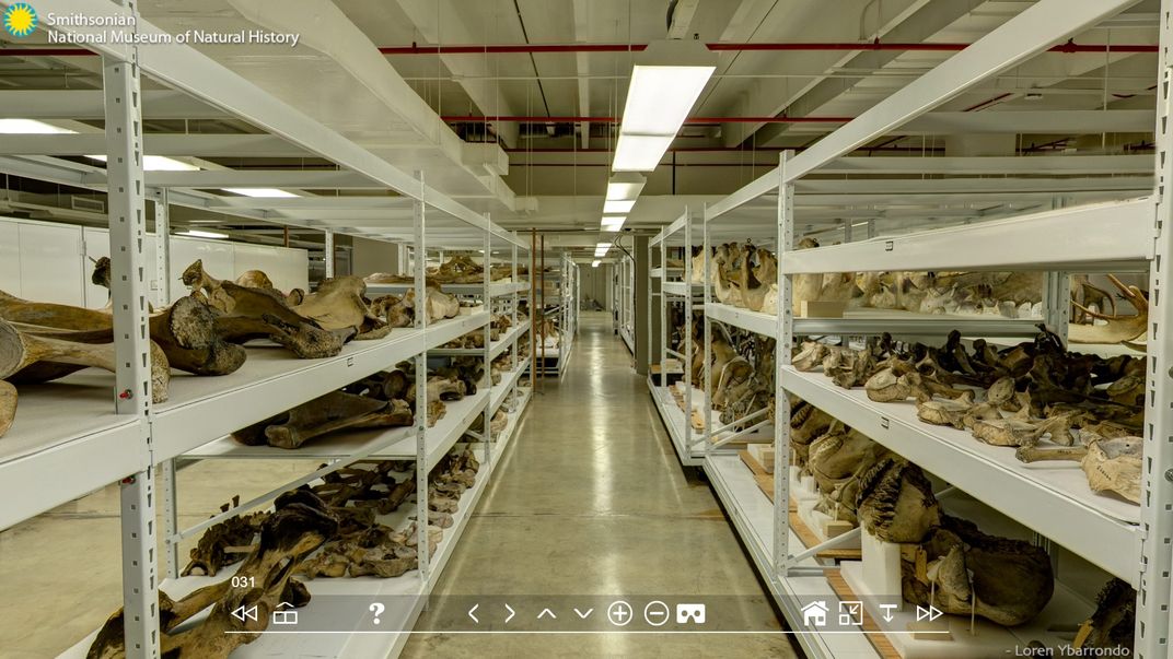 White warehouse shelves holding the National Museum of Natural History's collection of antlers.